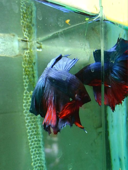 Аквариумные рыбки