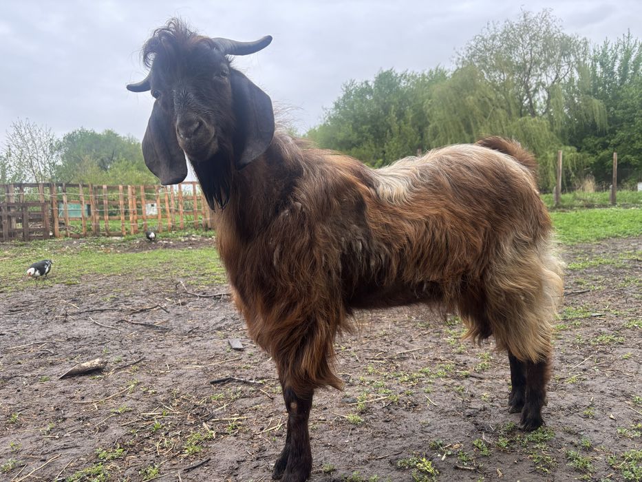 Козел породистый 1 год