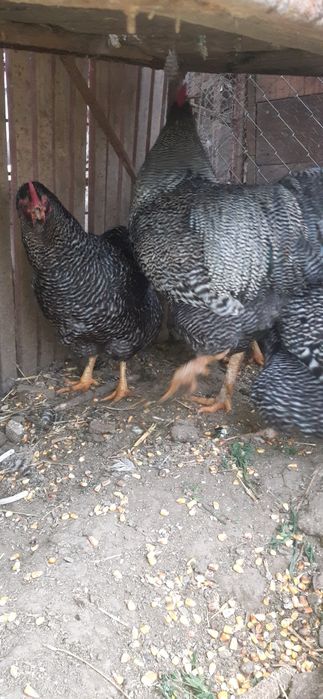 Familie gaini  Plymount rock barat