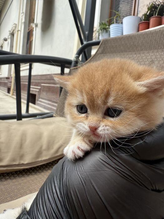 Кошка шиншиллааа