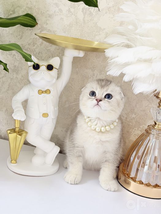 Чистокровные котята