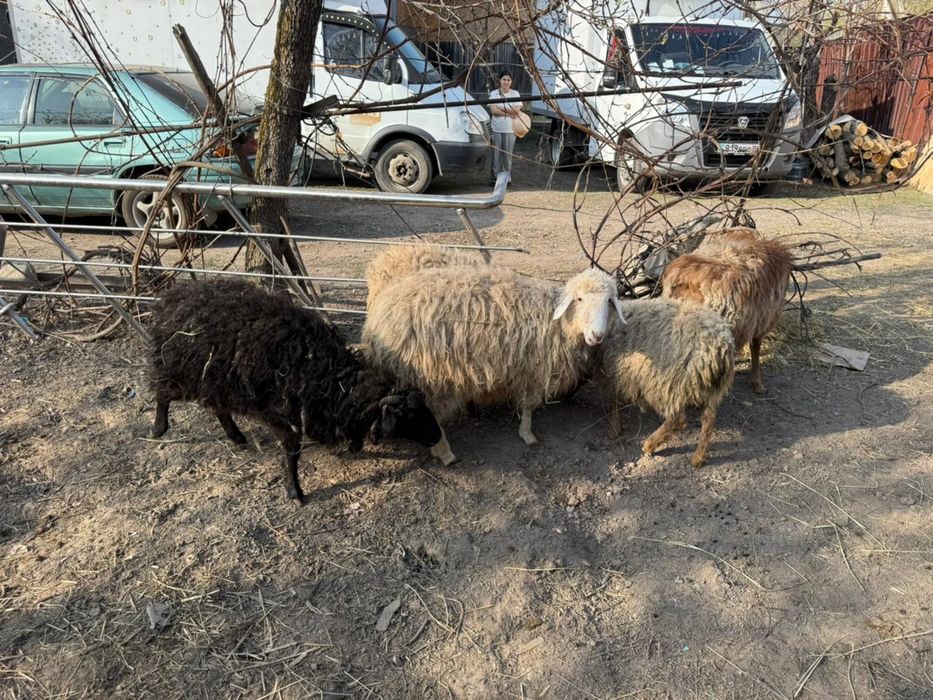 Бараны годовалые