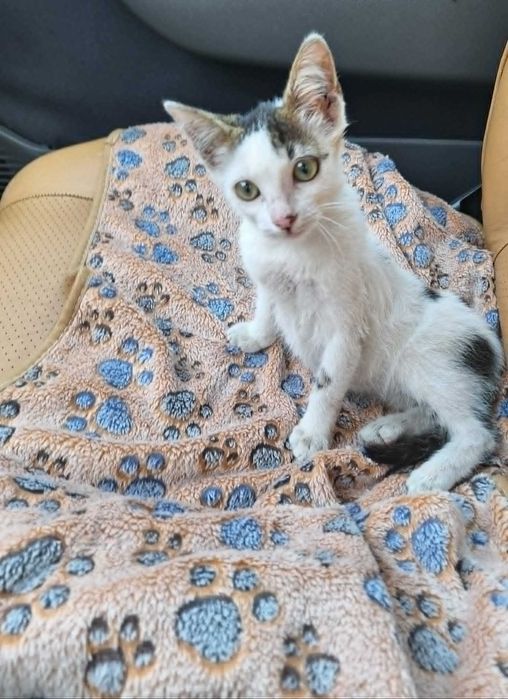 Подарявам мъжко котенце
