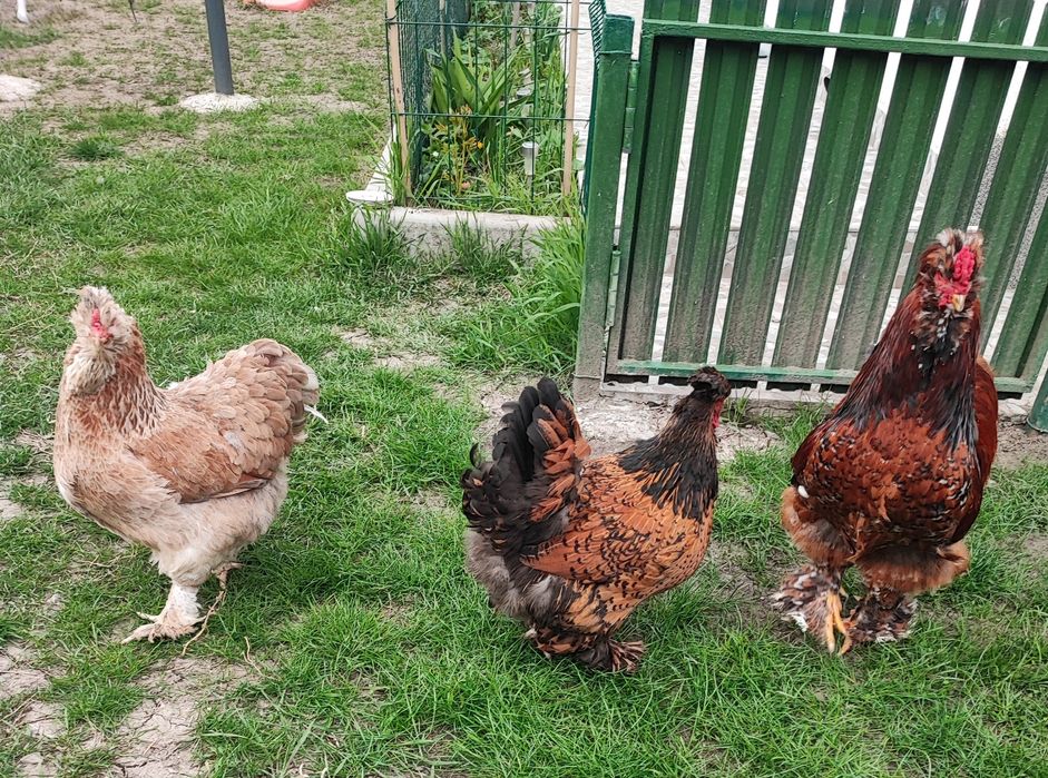 Matca de motate barboase deosebite