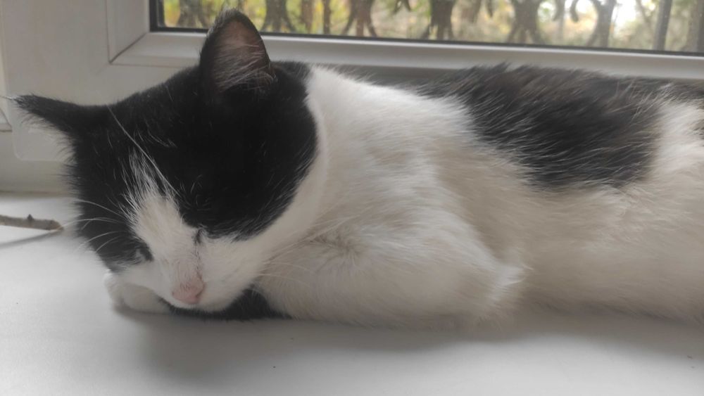 Отдам кошку в добрые руки