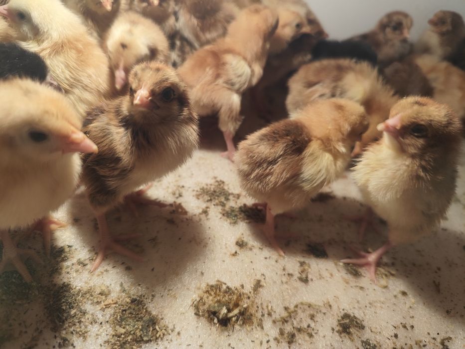 Балапан цыплята кучински