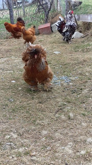 Oua de vînzare de la găini motate