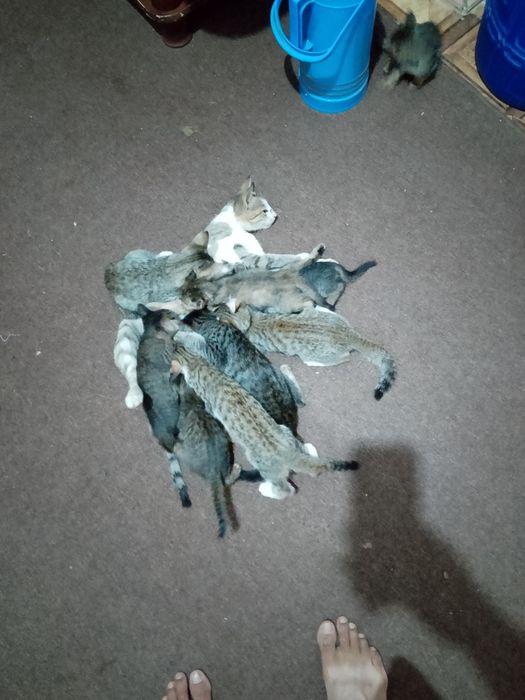 Mushuklar hadiyaga beriladi