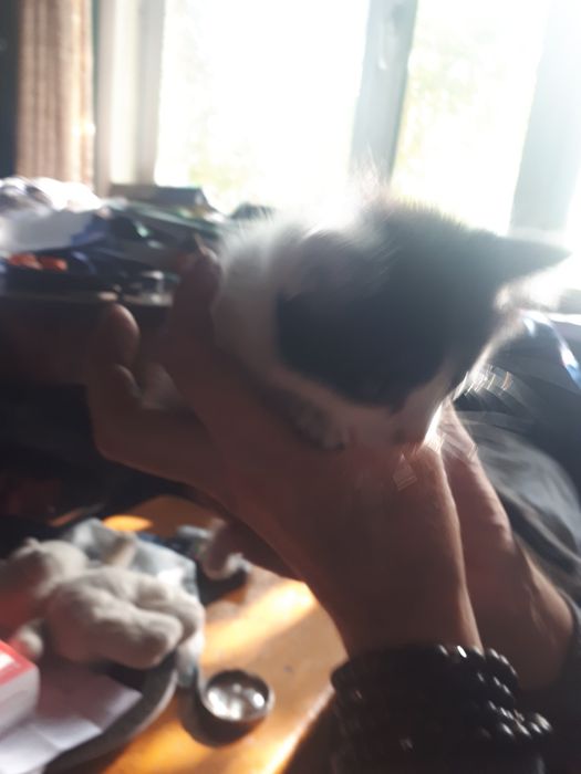 котята 1,5 месяца