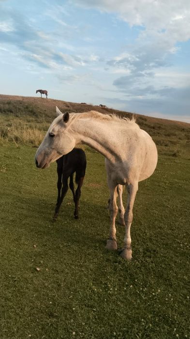 Продам кобылу с жеребенком
