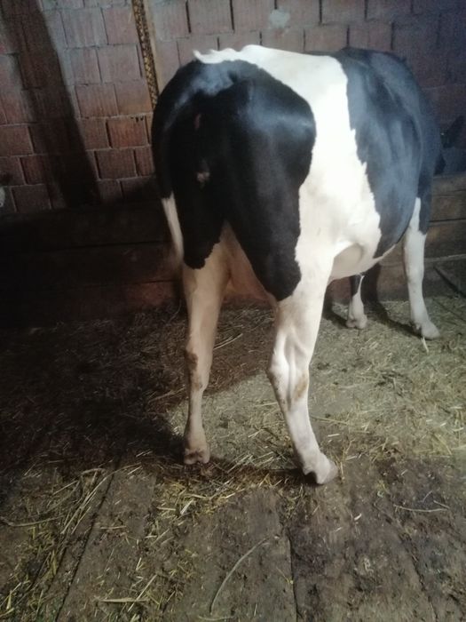 Vaca cu prima fătare
