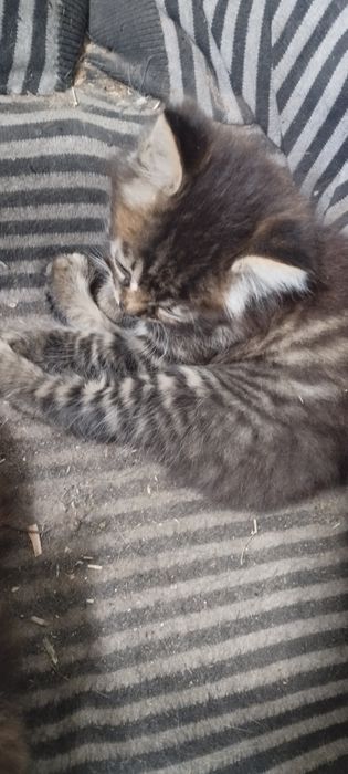 Отдам котят в хорошие руки
