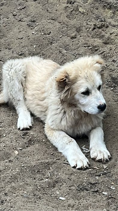 Щенок сучка алабая шикарных кровей