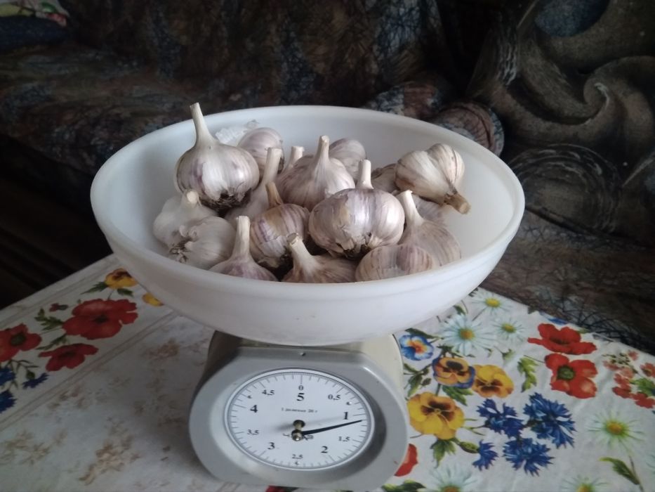 Продам чеснок зимний