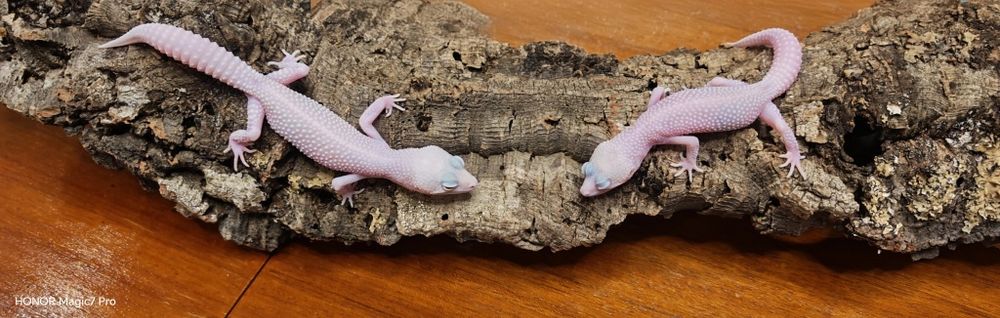 Леопардови гекони   Diablo Blanco (Eublepharis macularius)