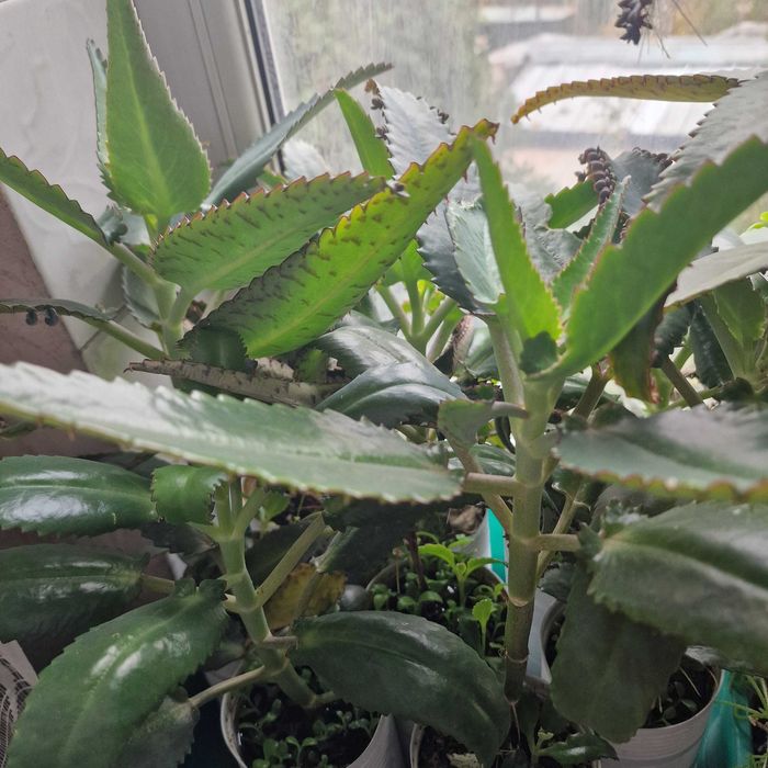 Бонсай, агава, эуфорбия, каланхоэ Тирсифлора