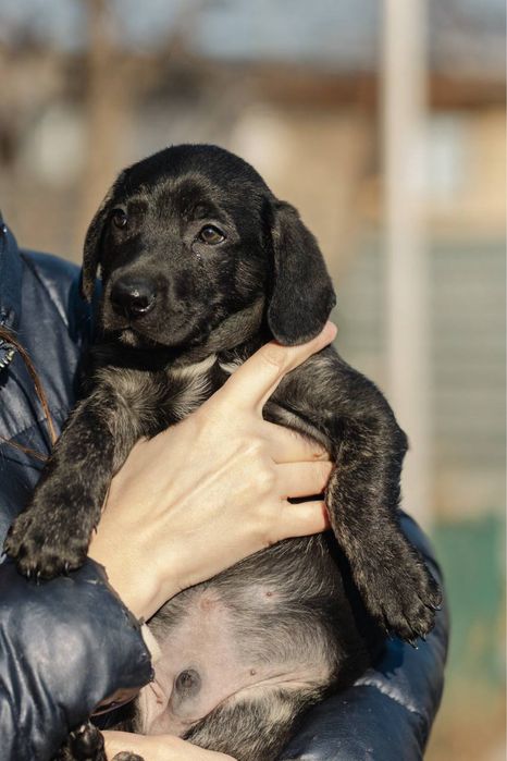 Щенок в добрые руки