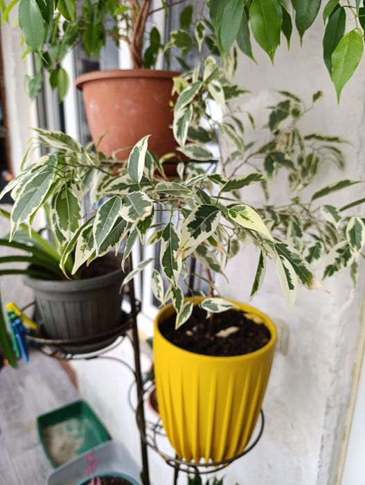 Комнатные цветы        .