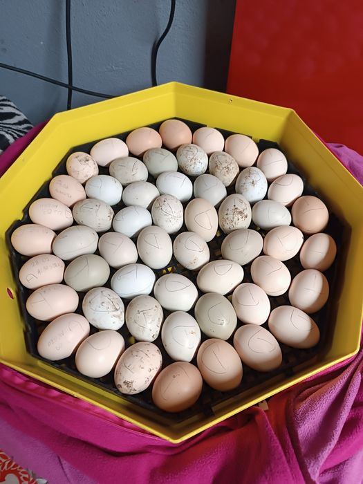 Pui de vanzare cu precomanda