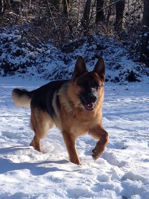 Передержка и выгул собак (кошек )