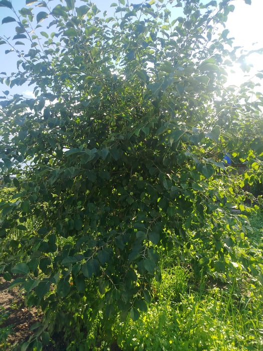 Дача, продам, пять соток