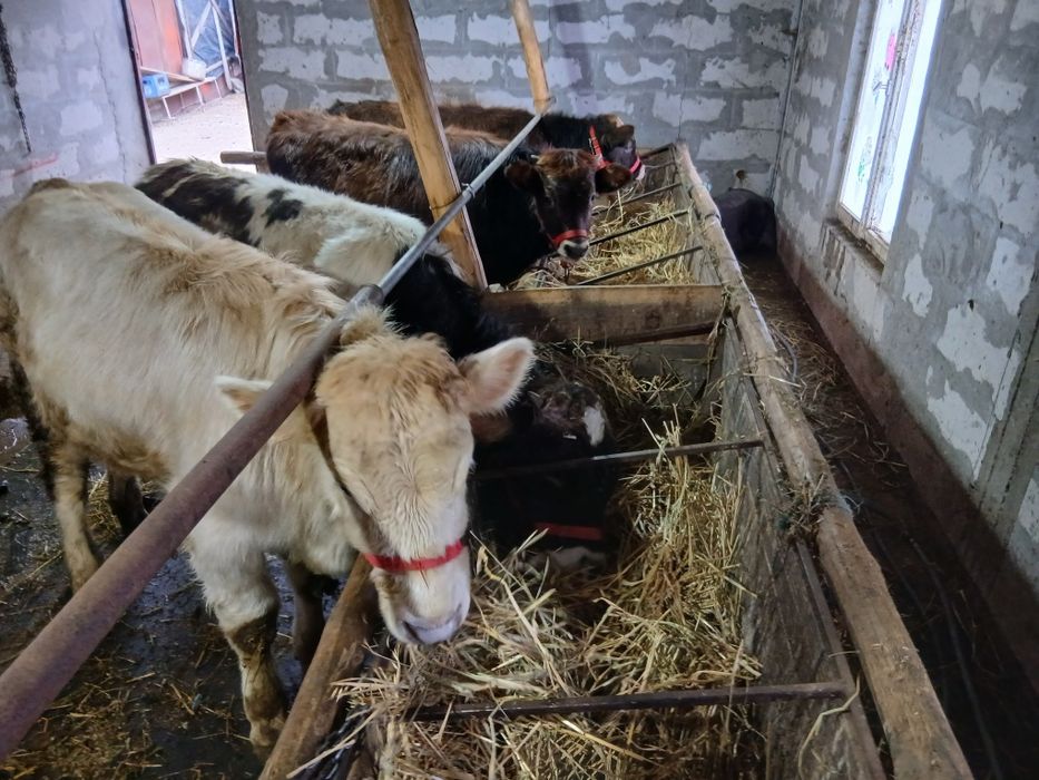 Vând sau schimb cu oi 4 tauras 2 de rasa si 2 autoctoni.