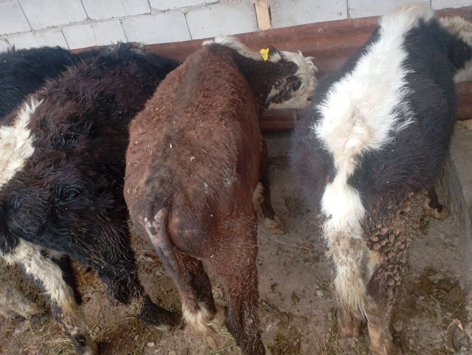 Продам бычков 6,7 месяцев