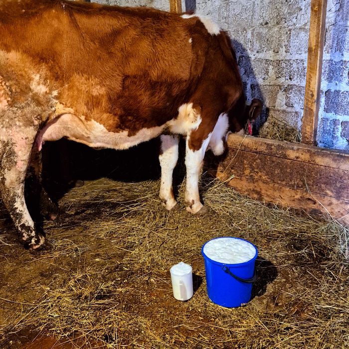 Vând vaca baltata romaneasca 4 ani fffff bună de lapte