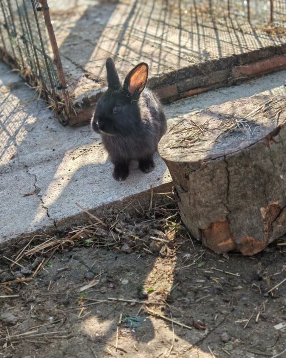Vând iepurași, aproximativ 2 luni