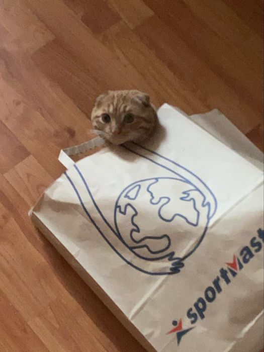 Продам кота вислоухи рыжий