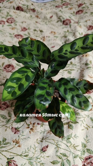 Комнатные растения