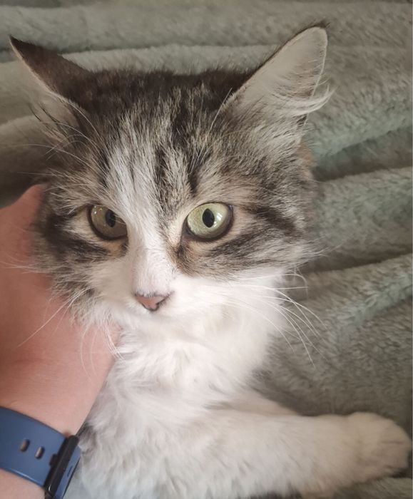 Кошечка Марта в семью