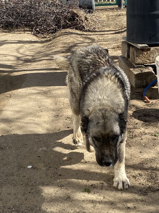 Алабай күшіктері сатылады