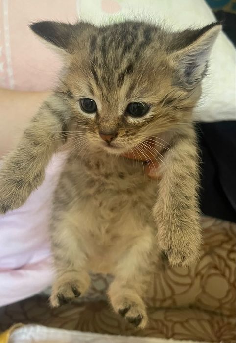 Отдам котят в добрые руки !!!