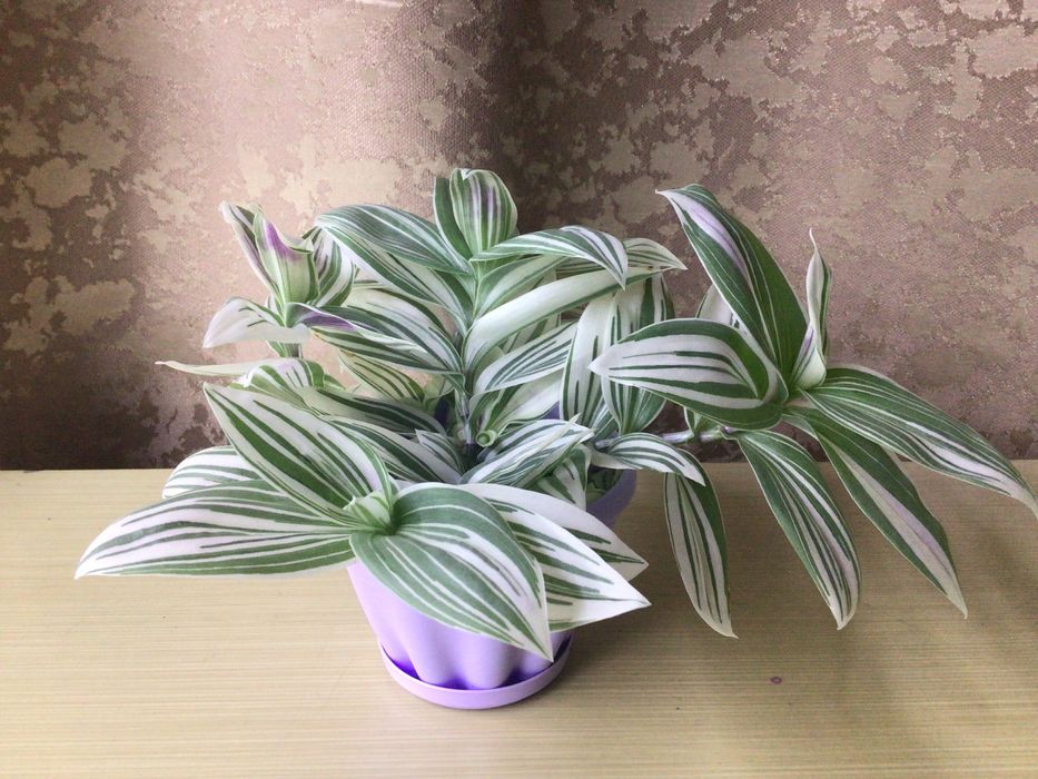 Традесканция Альбовитата