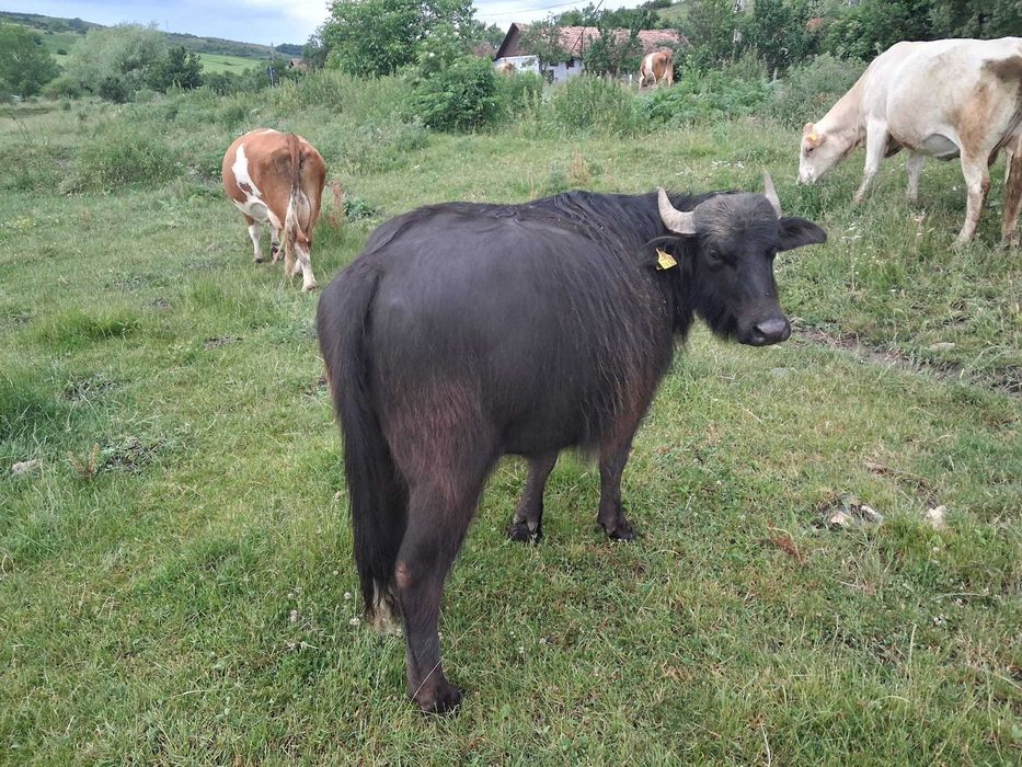 Bivoliță de vânzare