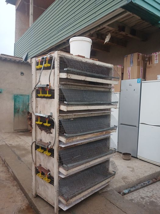 Брудер сатылады .