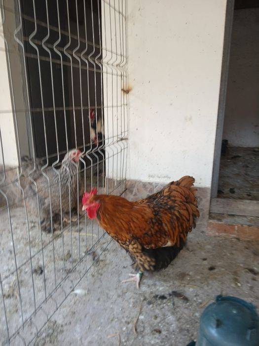Vănd cocoș orpington