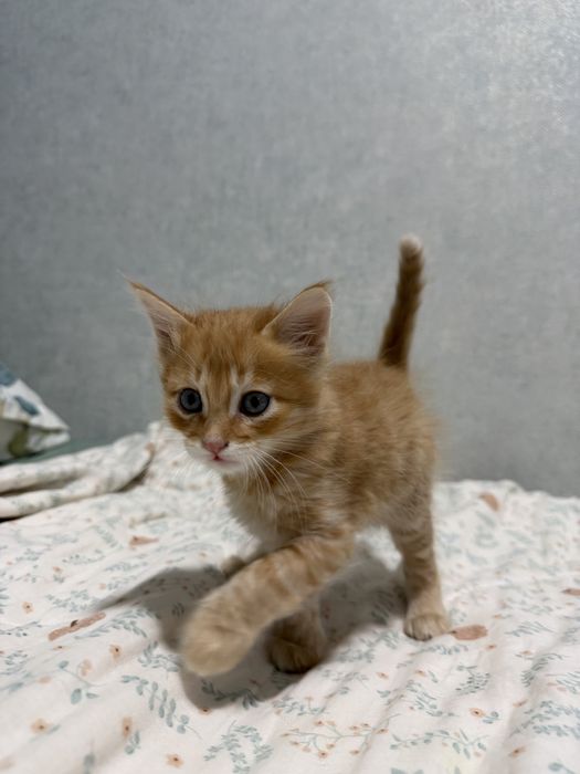 3 милых котика, хотят в добрые руки