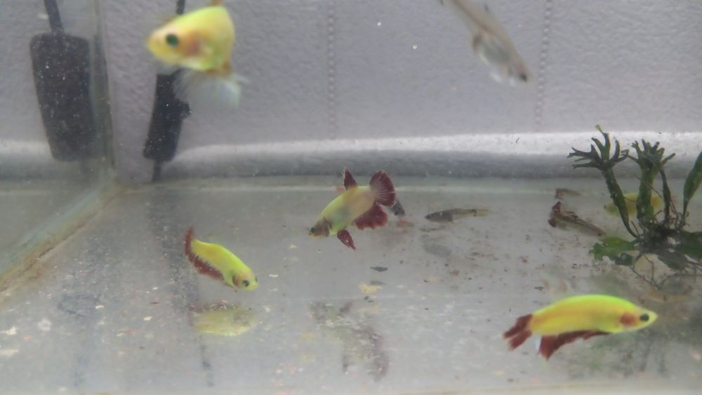Рыбки аквариумные