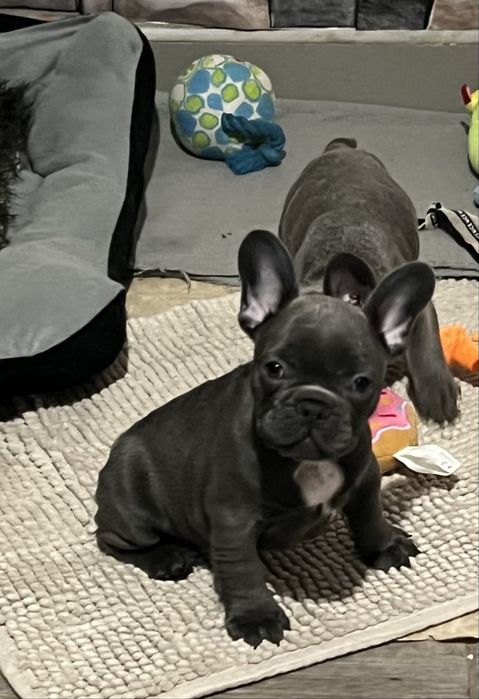 Френски булдог  - мъжки