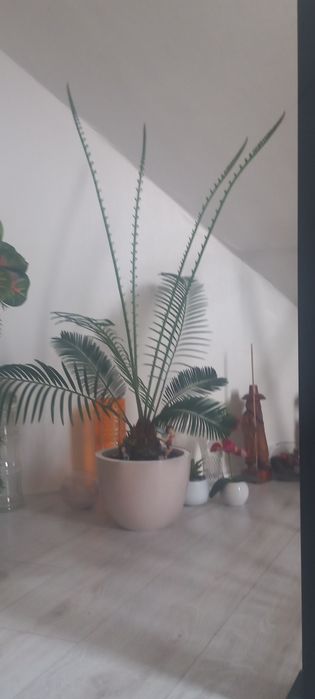 Цикас древний необыкновенный