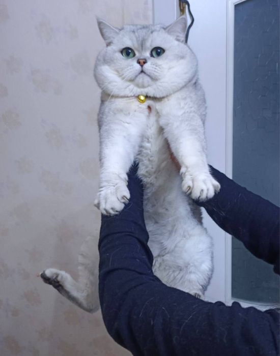 Чистокровные британские шиншиллы