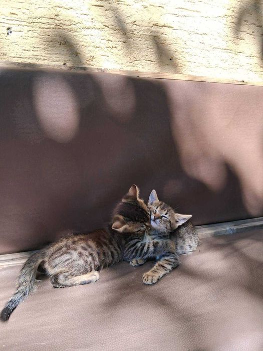 Подаряват се котенца