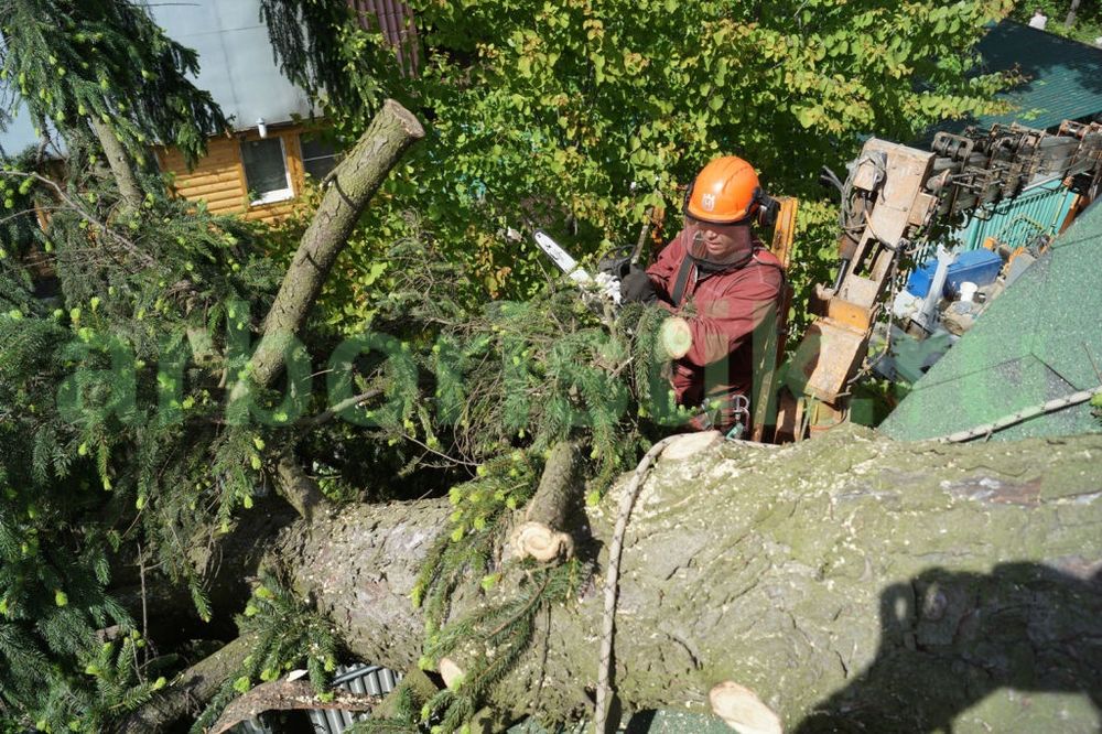 Мастер выполнит спил и вырубку деревьев любой сложности