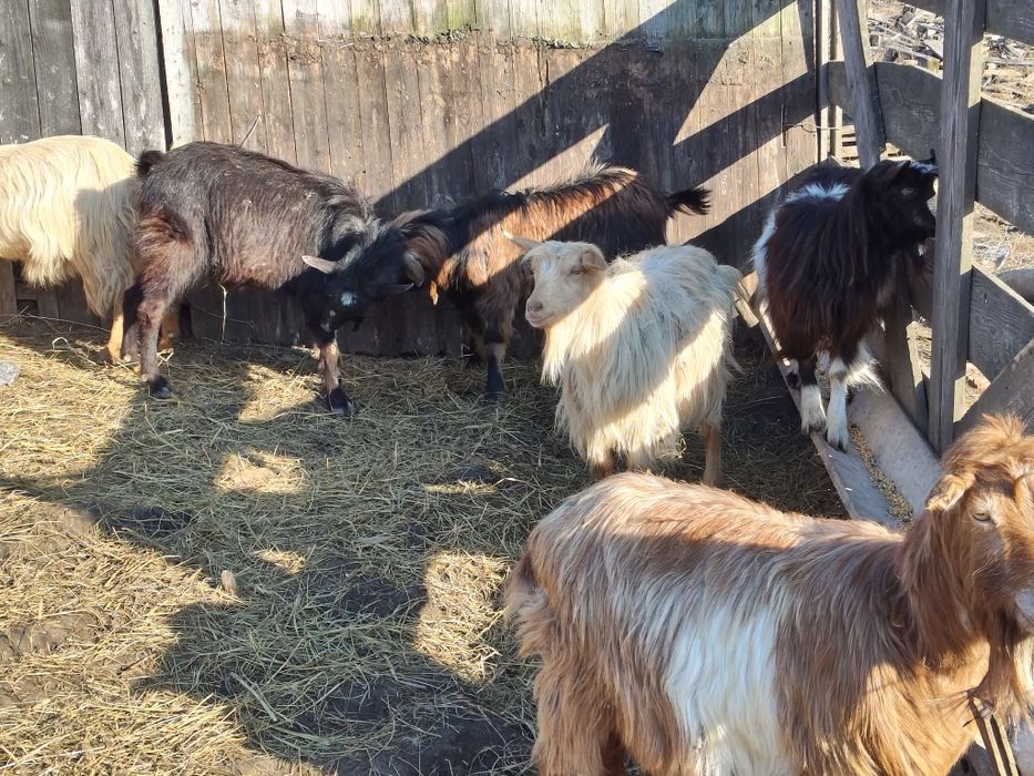 Vând 10 capre și 2 tapi