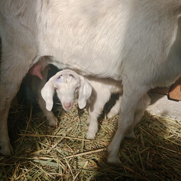 Процент занен нуб лақ, анасы занен әкесі нуб 2-2,5л. Сүт береді