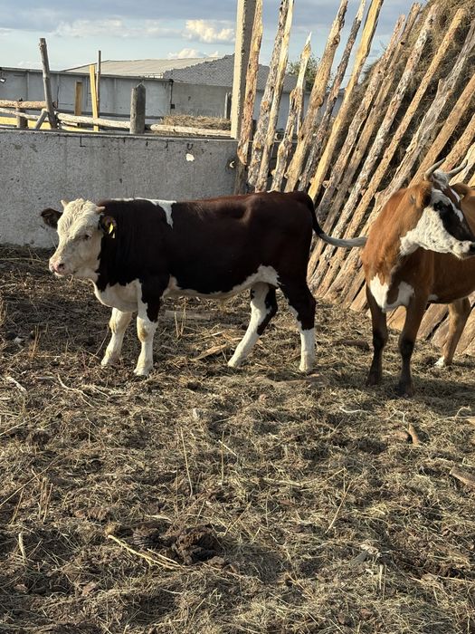 Продам бычков можно на племя