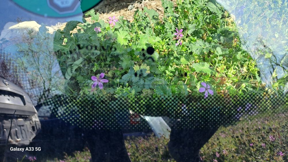 Предно (челно) стъкло за Volvo C30 /Волво ц30