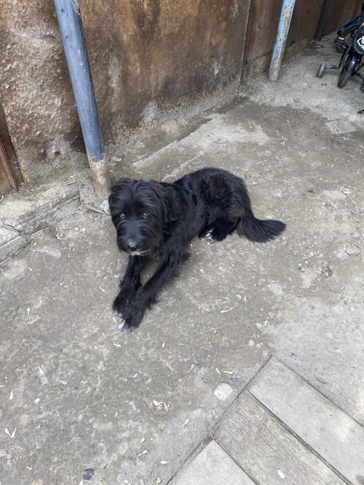 Щенок 9 месяцев